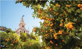  ??  ?? The cathedral bell tower in Seville. The Spanish city has about 48,000 orange trees. Photograph: Gim42/Getty Images/iStockphot­o