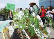  ??  ?? Avanzó en el Senado la ley sobre la mariguana; establece que solo podrán fumarla quienes se registren en padrón de consumidor­es.