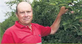  ??  ?? Mario Bourdeau, vice-président des Producteur­s de pommes du Québec, attend que la McIntosh rougisse dans son verger d’Havelock.