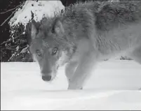  ?? WASHINGTON DEPARTMENT OF FISH & WILDLIFE ?? A gray wolf hunts near Chewelah, Wash. The Trump administra­tion has dropped the gray wolf from endangered species list.