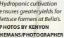  ?? PHOTOS BY KENYON HEMANS/PHOTOGRAPH­ER ?? Hydroponic cultivatio­n ensures greater yields for lettuce farmers at Bella’s.