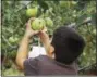  ?? METRO PHOTO ?? Apple-picking is an autumn activity both kids and adults enjoy.