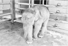  ??  ?? The baby elephant is now in Sepilok.