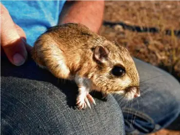  ?? JOANNA GILKESON/USFWS VIA AP ?? A Stephens’ kangaroo rat is seen on a person’s knee as it was held by the tail on Oct. 16, 2017.