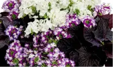  ?? Chris Brown Photograph­y/TNS ?? ‘Intensia White’ phlox in a container with ‘Sweet Caroline Bewitched’ sweet potato and ‘Superbena Sparkling Amethyst’ verbena.