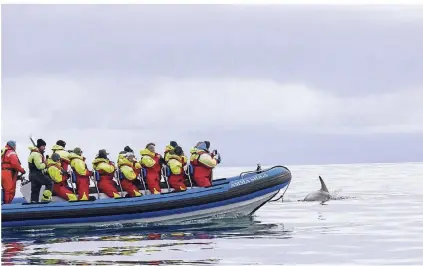  ?? FOTO: CHRISTIANE NEUBAUER ?? Wenn sich die kleinen Schweinswa­le zeigen, ist das für die Touristen ein ganz besonderes Erlebnis.