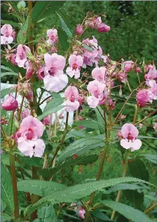  ??  ?? Indian Balsam. It grows best along the sides of waterways.