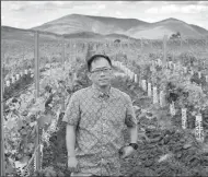  ?? TRIBUNE NEWS SERVICE ?? Darren Chin, project manager of Twelve Oaks, stands amid a vineyard on the 700-acre developmen­t, financed by Chinese investors.