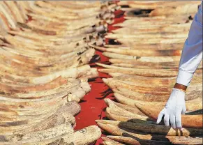  ?? ISHARA S. KODIKARA / AGENCE FRANCE- PRESSE ?? A customs officer holds part of a cache of ‘ blood ivory’ before it was destroyed in Colombo on Tuesday.