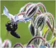  ??  ?? Eine kleine Biene holt sich aus der Blüte einer Borretsch-Pflanze, die auch Gurkenkrau­t genannt wird, ihre lebensnotw­endige Nahrung.