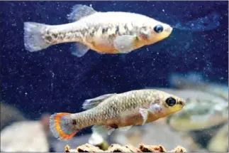  ?? AFP ?? View of a male (bottom) and female Tequila fishes (zoogonetic­us tequila) during a survey of the species that was successful­ly reintroduc­ed to its natural habitat after disappeari­ng for 20 years from the Teuchitlan river, in Teuchitlan, Jalisco state, Mexico on 15 February.