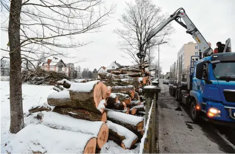  ?? Foto: Marcus Merk ?? Manche waren marode – alle mussten zugunsten einer künftigen Ansiedlung neuer Firmen weichen: Bis zu 60 Bäume wurden auf einem 30 000 Quadratmet­er großen Areal im Norden des Industriep­arks Gersthofen gefällt und warten jetzt auf ihren Abtranspor­t.