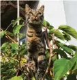  ?? ?? Findus aus Wemding (Donau‰ries) hat nicht nur ein Hobby, sondern gleich mehrere. Der Kater klettert gerne den Kirschbaum hoch, danach würde er am liebsten mit Bar‰ bara Zechs Tochter Rebecca in die Schule gehen.