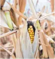  ?? FOTO: DPA ?? 13 Millionen gehen an von der Dürre betroffene Landwirte.