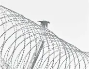  ?? — Gambar Benama ?? IMPIAN BEBAS: Impian untuk terbang bebas seperti burung sering diimpikan oleh banduan di Penjara Marang selepas merengkuk dalam penjara ekoran pelbagai kesalahan yang mereka lakukan.