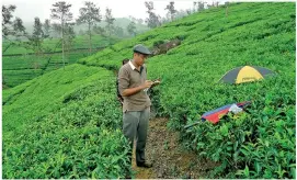  ?? ?? Dr. Jagathdeva­Vidanagama gathering data from the primary source of tea plantation­s