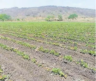  ?? ARCHIVO EL HERALDO DE CHIHUAHUA ?? Se prevé que se tendrá un invierno bueno