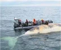  ?? PÊCHES ET OCÉANS CANADA ?? Certaines des baleines ont été échantillo­nnées, dans le but de déterminer les causes des décès.