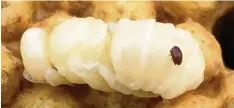  ??  ?? Der kleine braune Fleck ist der Schreck der Bienen und Imker: So sieht eine Varroa milbe aus, die gerade auf einer Drohnenlar­ve sitzt.