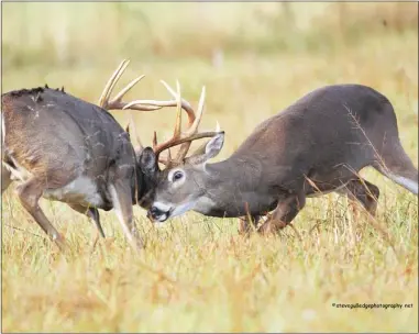  ?? ?? The lifespan of bucks is generally less than does, and fighting injuries are often reasons why. (Photo by Steve Gulledge, MSU)