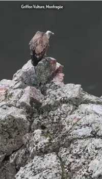  ??  ?? Griffon Vulture, Monfragüe