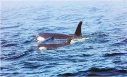  ?? BRIAN GISBORNE ?? Over the last two months, orcas have damaged about a dozen pleasure boats off the Iberian Peninsula from the Strait of Gibraltar to the coast of Galicia.