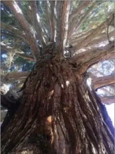  ?? REBECCA BOONE — THE ASSOCIATED PRESS ?? A roughly 100-foot sequoia tree is viewed looking upward from the base of the trunk in Boise, Idaho, Friday. The sequoia tree sent more than a century ago by naturalist John Muir to Idaho and planted in a Boise medical doctor’s yard has become an...