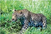  ??  ?? Leopards are normally elusive, but this one walked right alongside a safari truck in the Ngala reserve.