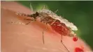  ??  ?? Over 100 of the known 460 species of Anopheles mosquito can transmit malaria