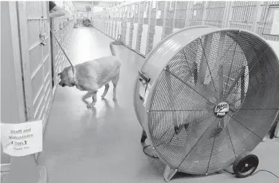  ?? CARLINE JEAN/SOUTH FLORIDA SUN SENTINEL ?? Bella, a chow mix, is cooled by a large fan in the kennels at Palm Beach County Animal Care and Control in West Palm Beach.