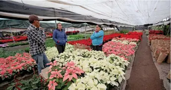  ??  ?? A mediados de año, los dueños de invernader­os inician con la plantación de nochebuena­s rojas, blancas, rosas y algunas jaspeadas, para comerciali­zarlas al mayoreo en la época decembrina.