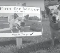  ??  ?? Finn the Australian cattle dog is running for mayor of St. John’s, N.L., but certain laws keep him from winning.