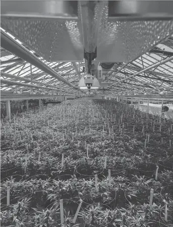  ?? DAX MELMER/FILES ?? Rows of cannabis grow in Aphria’s greenhouse in Leamington, Ont. The pot producer mainly faces political risks with its latest global push. It has made a bid for assets in Colombia, Argentina and Jamaica.