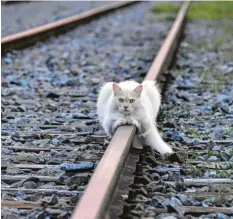  ?? Foto: Karola Lutz ?? Mit etwas Geschick wird jeder Ort zur Ruheoase. Diese Katze hat es sich auf einem Bahngleis in Rain am Lech (Kreis Donau-Ries) gemütlich gemacht.
