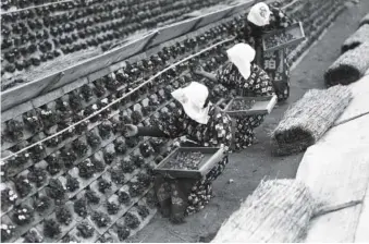  ?? AP PHOTO ?? In 1937, Japanese farmers tend to strawberry plants contained in brick and concrete “pigeon holes,” which absorb and retain sunlight and allow the fruit to grow to the size of a small pear.