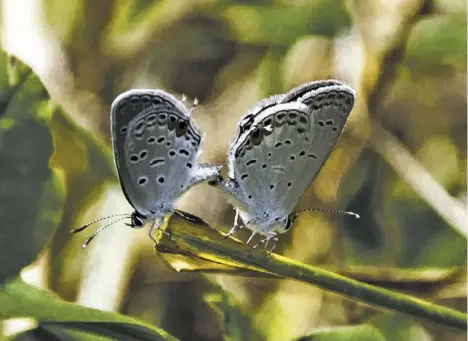  ?? BY PATRICIA TEMPLES ?? Two eastern tailed-blues, recorded as having the highest in total number for a species during this year’s Rappahanno­ck butterfly count, getting ready to boost those numbers more.