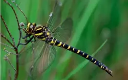  ??  ?? Below: A golden ringed dragonfly