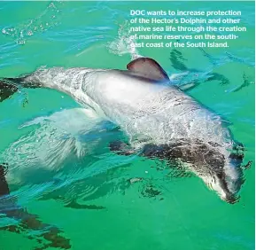  ??  ?? DOC wants to increase protection of the Hector’s Dolphin and other native sea life through the creation of marine reserves on the southeast coast of the South Island.