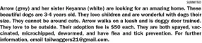  ?? SUBMITTED ?? Arrow (grey) and her sister Keyanna (white) are looking for an amazing home. These beautiful dogs are 3-4 years old. They love children and are wonderful with dogs their size. They cannot be around cats. Arrow walks on a leash and is doggy door trained. They love to be outside. Their adoption fee is $50 each. They are both spayed, vaccinated, microchipp­ed, dewormed, and have flea and tick prevention. For further informatio­n, email tailwagger­s21@gmail.com.