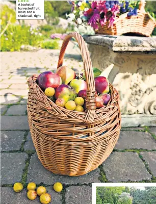  ??  ?? SHARE THE LOVE
A basket of harvested fruit, main; and a shade sail, right