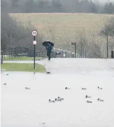  ??  ?? The birds enjoy a new ‘lake’.