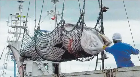  ?? FOTO: DPA ?? Zwergwale, wie dieser hier im Netz, sollen künftig auch wieder für kommerziel­le Zwecke gejagt werden dürfen.