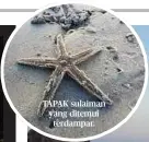  ??  ?? TAPAK sulaiman yang ditemui terdampar.