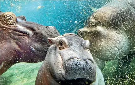  ?? PHOTO: CINCINNATI ZOO ?? Even an internet superstar like one-year-old Fiona can be a deadly beast.