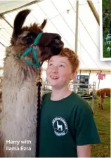  ??  ?? Harry with llama Ezra Caroline and Riley model the hats knitted from llama wool