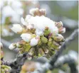  ?? FOTO: MARKUS LEHMANN ?? Schnee auf dem Kirschbaum: Glückliche­rweise standen sie in den vergangene­n Tagen noch nicht in voller Blüte. Sonst hätte sie der Frost erwischt.