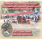  ??  ?? SERBUAN: Polis menyerbu kawasan yang dipercayai dijadikan tempat untuk pertaruhan sabung ayam. BUKTI: Salah seekor ayam yang telah mati.