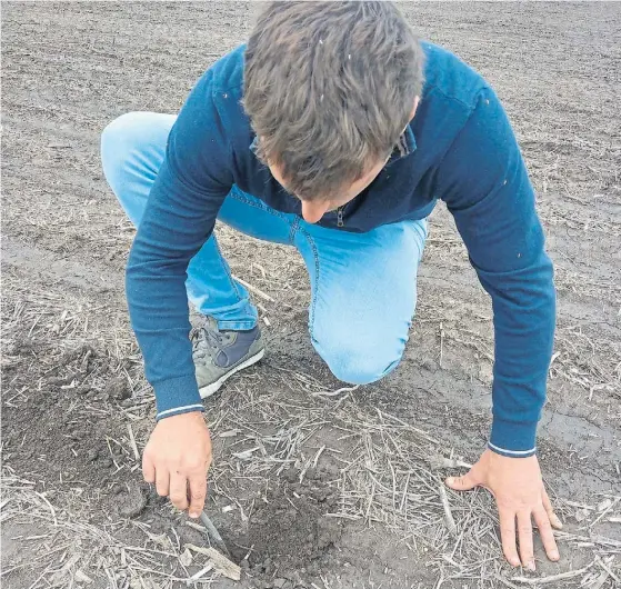  ?? ?? En el lote. Un productor revisa la siembra de maíz en Chacabuco, Buenos Aires, esta semana tras las lluvias.