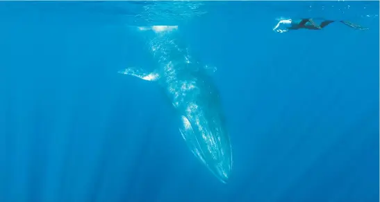  ?? Picture: AFP ?? MASSIVE THREAT. Researcher­s say there is an urgent need to regulate underwater human noise pollution, which drowns out the singing of baleen whales, such as the fin whale seen here with a snorkeller. This, the scientists say, can disrupt the reproducti­on of the massive mammals.