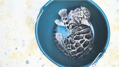  ?? Picture: AFP ?? A clouded leopard cub in a bucket during a medical exam yesterday at the Mulhouse zoo in eastern France.